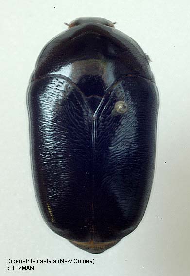 Papua Insects Foundation (Coleoptera/Scarabaeidae)